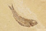 Two Detailed Knightia Fossil Fish - Wyoming #91587-2